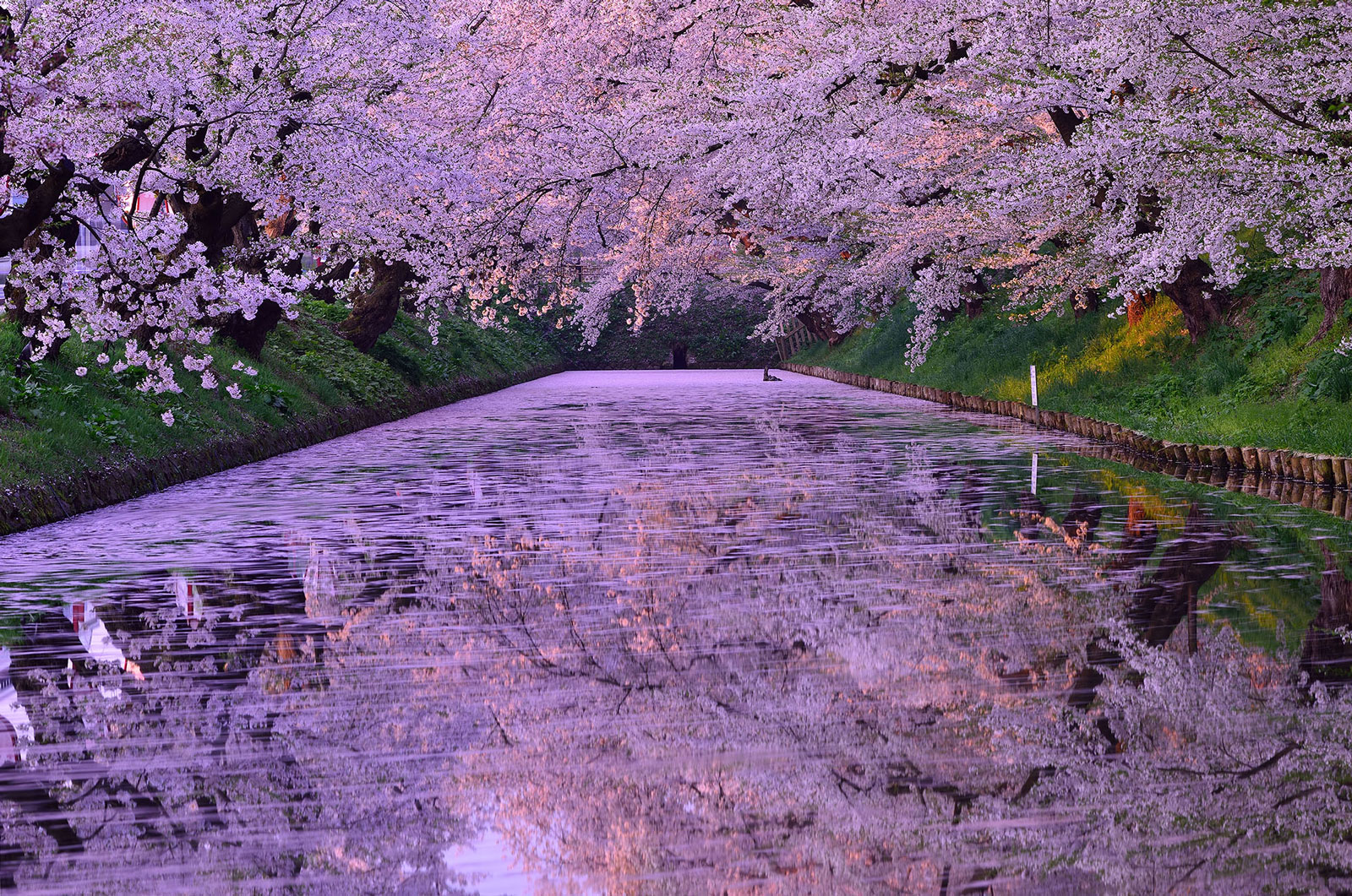 International Filter Photo Contest: 2018 Edition – Excellent works prize | "Cherry Blossom Awaken" by Shinji Matsuda | Фильтры: ND1000 + C-PL